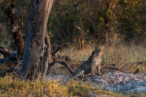 A leopard resting near a dead tree Okavango Delta-Botswana Art Print